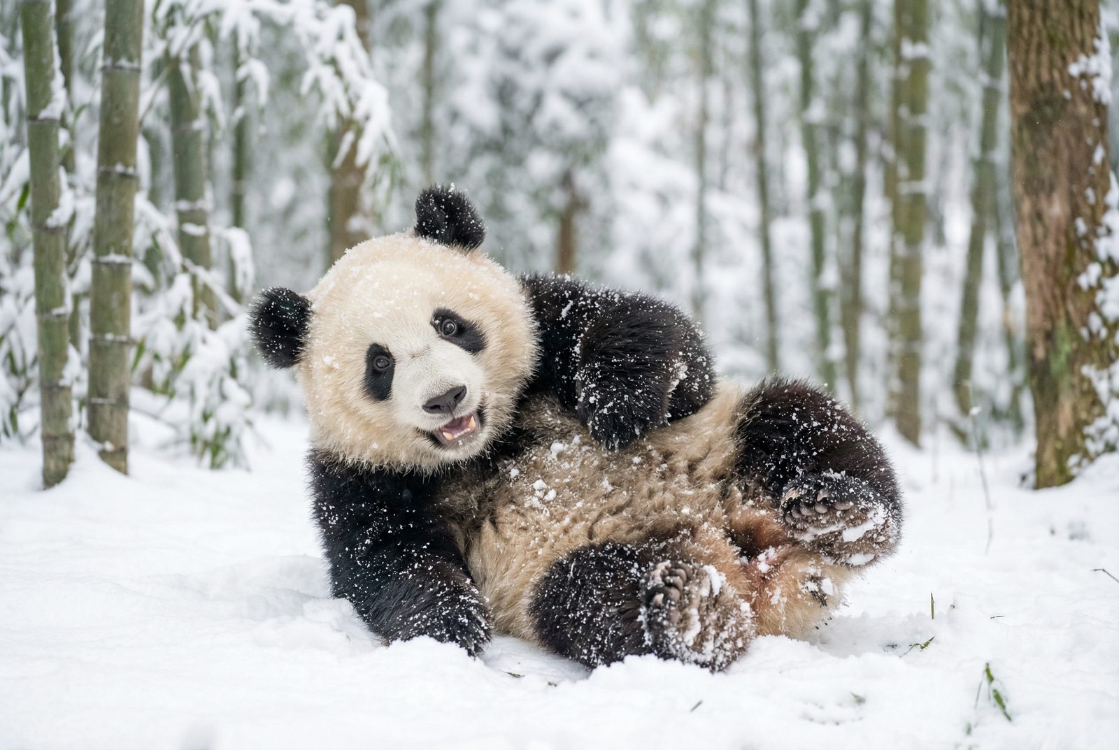 抖阴熊猫雪地嬉戏视频
