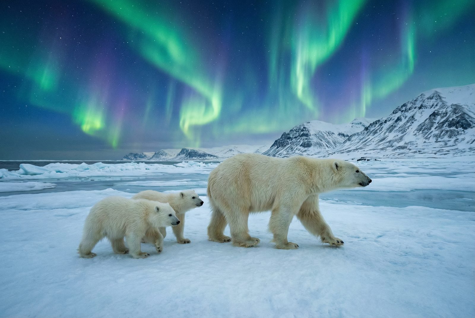 抖阴北极熊极光视频